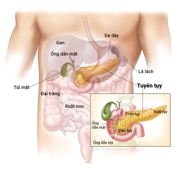 Tuyến tụy là một cơ quan có cả chức năng nội tiết và ngoại tiết