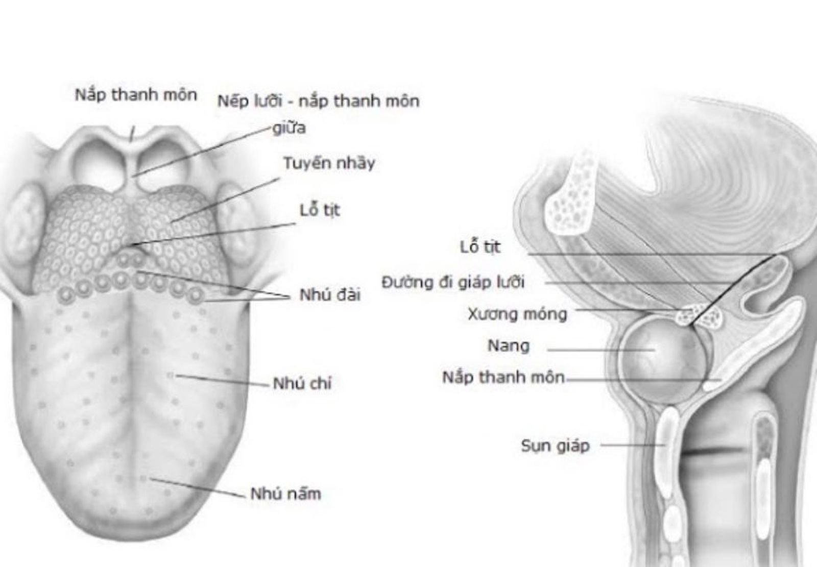 Chẩn đoán u nang giáp móng
