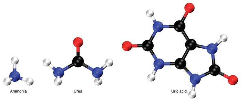 Khái niệm về hoạt chất Urea trong y khoa và mỹ phẩm 