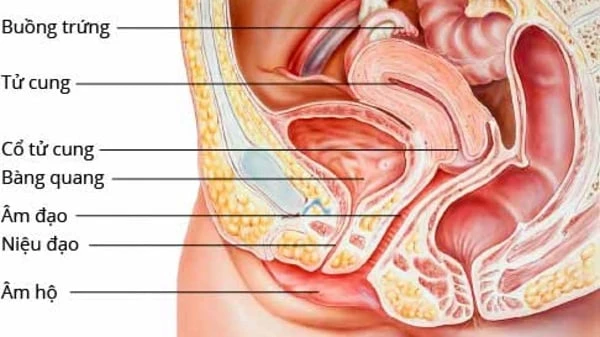 Cấu trúc bàng quang của nữ giới 