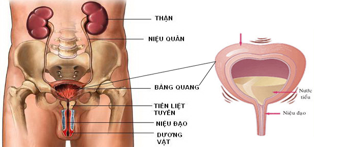 Cấu trúc bàng quang ở nam giới