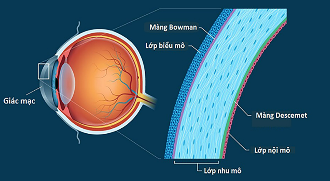 Mô phỏng hình ảnh giác mạc mắt