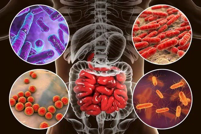 Vi khuẩn E coli thường sống ký sinh trong ruột động vật và người