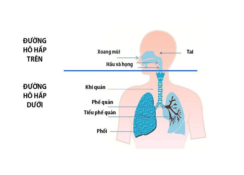 VIÊM HÔ HẤP TRÊN GÂY VIÊM MŨI HỌNG ĐAU RÁT