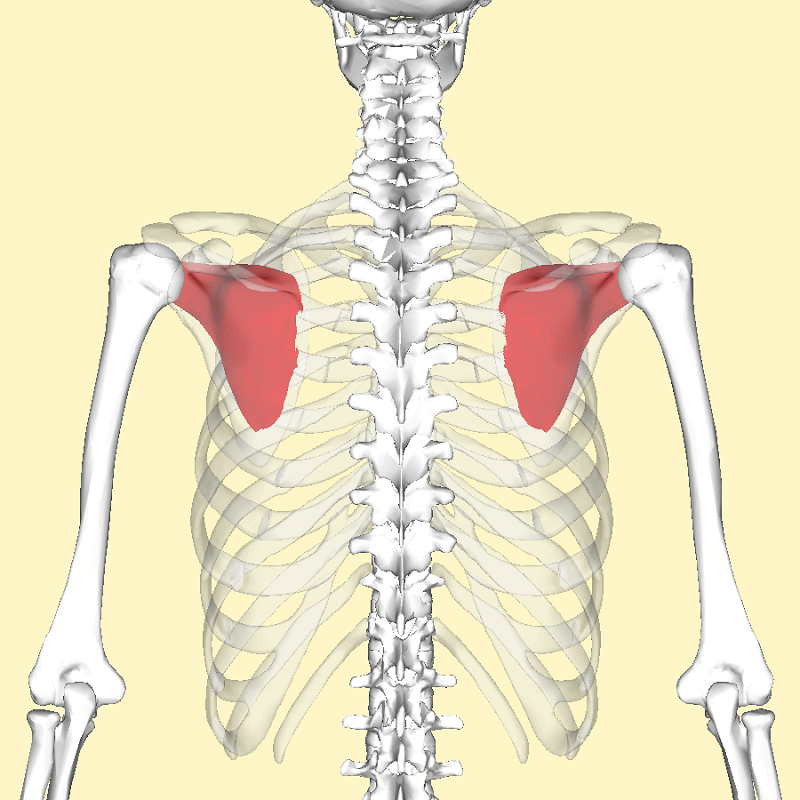 Kiểm tra chức năng vai