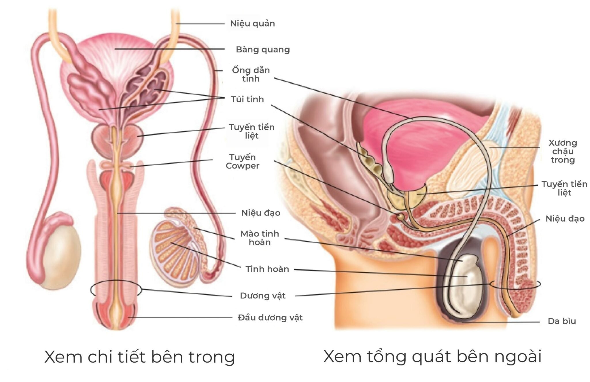 Viêm niệu đạo 