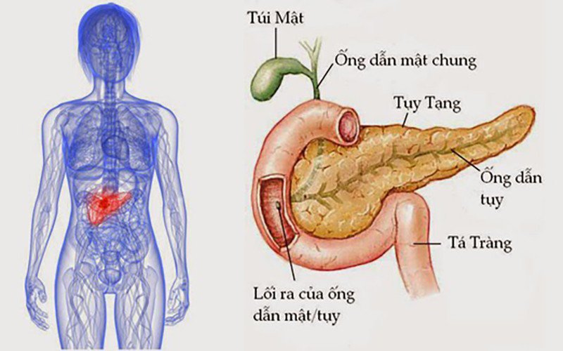 Cấu trúc tụy