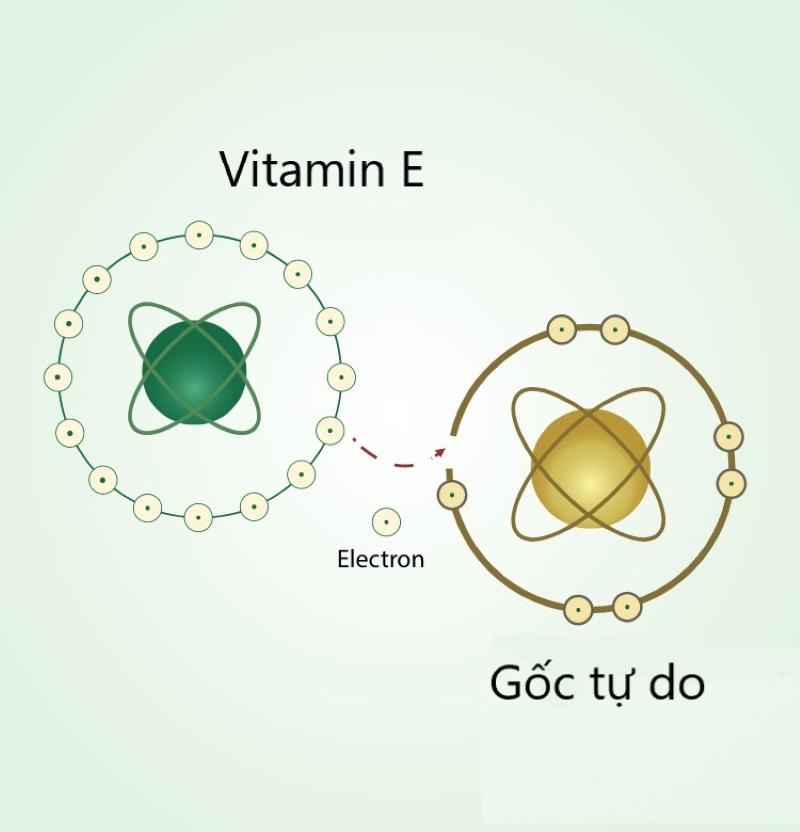 Vitamin E bảo vệ tế bào khỏi tổn thương do gốc tự do.