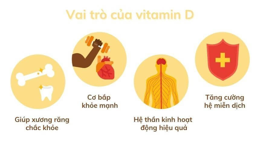 Những vai trò quan trọng của vitamin D