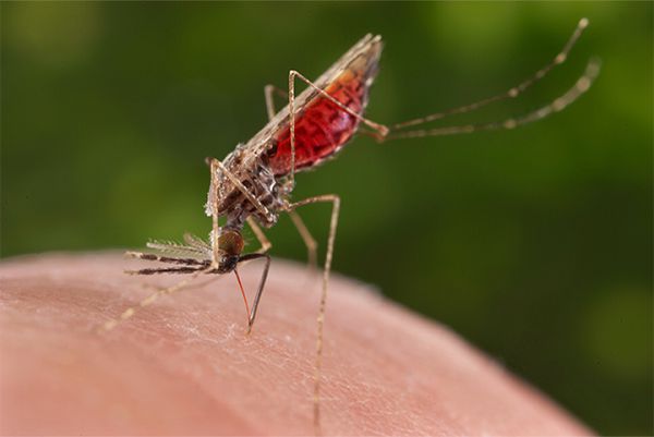 Muỗi Aedes là vật chủ trung gian nguy hiểm nhất để lây truyền dịch bệnh virus Zika